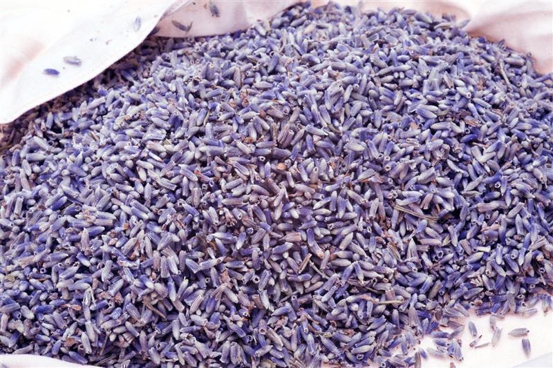 Fiori di lavanda