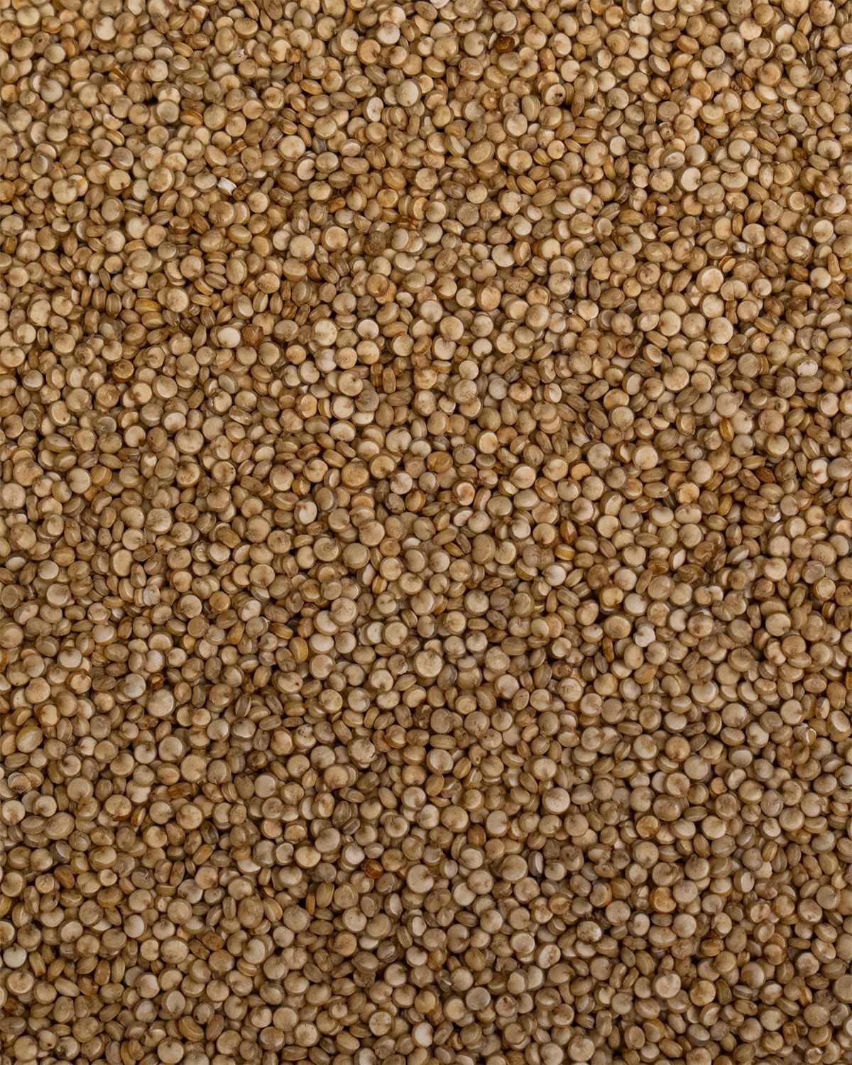 Quinoa
