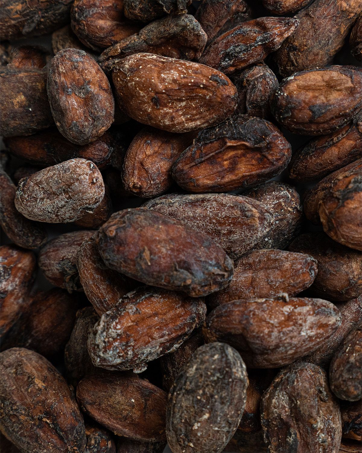 Fave di cacao crude biologiche