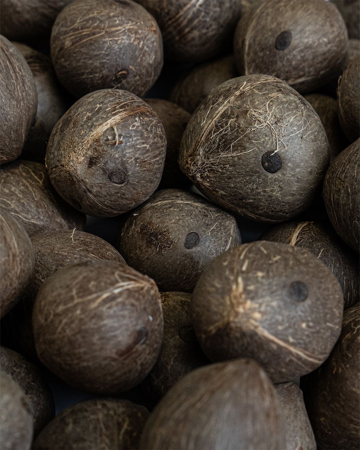 Coquitos - Mini cocos